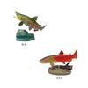 Colorata Japanese Freshwater Fish 3D Illustrated Book Types Instruction Manual and Stand Real Figure Educational Birthday Gift Present Sanitation Law