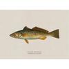 Vintage Bass Fish Trout Fly Fishing Posters Prints Canvas Painting Fisherman Retro Wall Art Picture for Living Room Home Decor