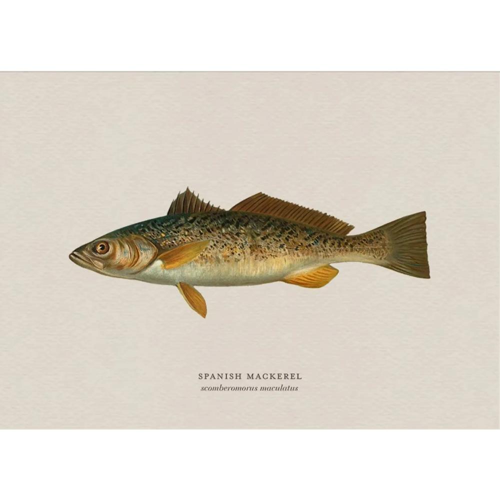 Vintage Bass Fish Trout Fly Fishing Posters Prints Canvas Painting Fisherman Retro Wall Art Picture for Living Room Home Decor