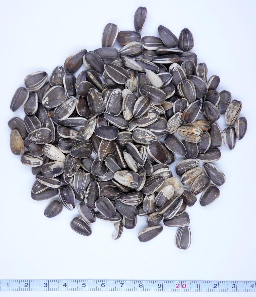 Pet Pro Pet Pro Sunflower Seeds 1.5kg
