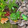 Creative Micro Landscape Frog Ornament for Fish Tank and Bonsai Decoration