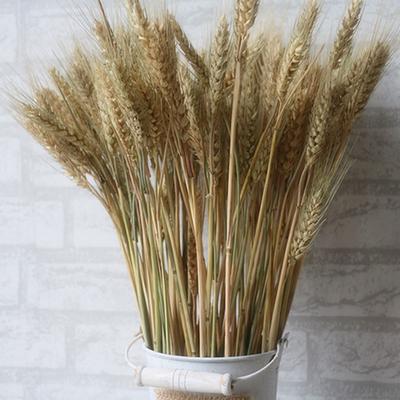 100PCS Realistic Wheat Ears Bouquet Dried Wheat Sheaves Bundle Photography Props for Wedding Decoration