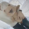 Quokkas Plush Toy For Adult Kids Machine Washable Comfort Soothing Animal Doll Bedroom Couch Decoration Child Gift