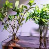 Transparent Aquarium Plant Holder Hanging Fish Tank Plant Pot Plant Growth Tool for Plant Cultivation Aquarium Decor