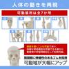 Gran Roi Human Anatomy Skeleton Model, 45cm, 1/4 Scale, Doll Skeleton Specimen (Height: 45cm)