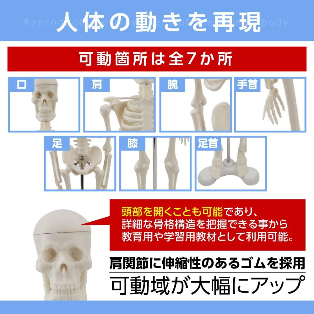 Gran Roi Human Anatomy Skeleton Model, 45cm, 1/4 Scale, Doll Skeleton Specimen (Height: 45cm)