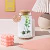Micro Landscape Ecological Glass Bottle Terrarium Cylindrical Glass Terrarium Kit with Moss Balls Artificial Plant for Home