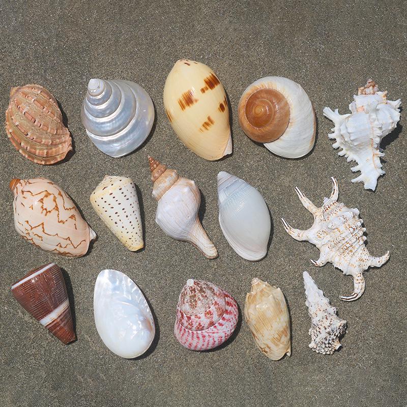 Handmade Natural Seashell Conch & Starfish Frame for DIY Fish Tank or Landscaping