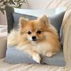 Pomeranian Print Throw Pillow Cover 100% Polyester Pillowcase Zipper Closure Bedroom, Living Room Sofa Cushion Case