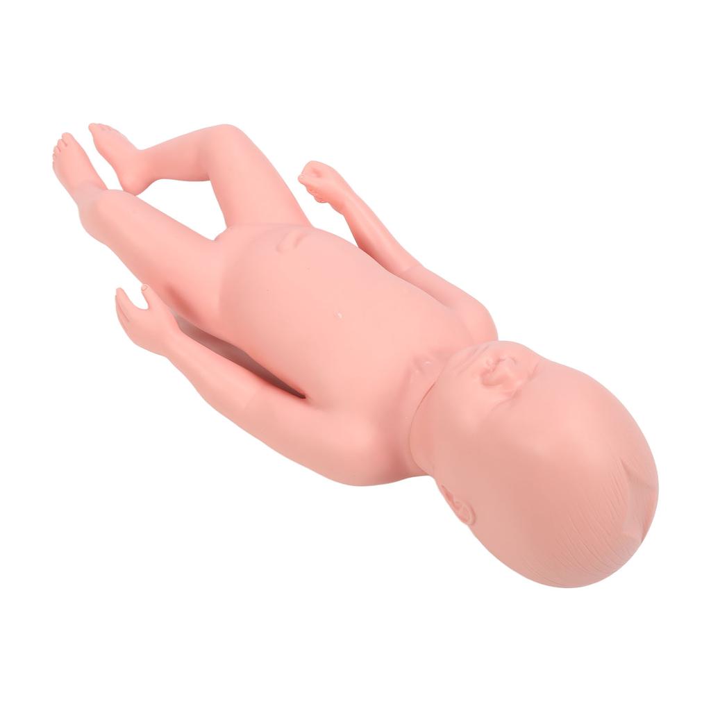 Newborn Model Plastic Educational High Simulation Full Term Baby Simulator Model For Teaching