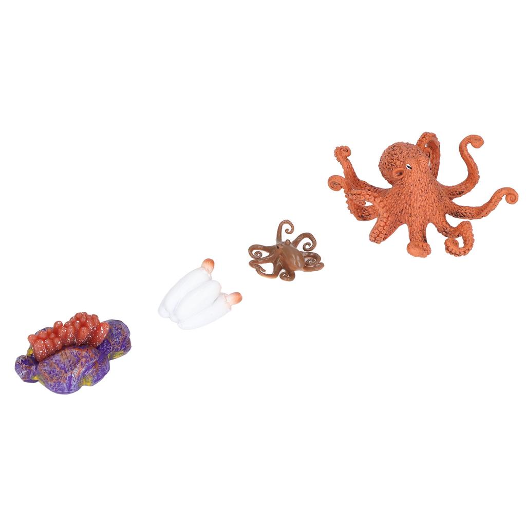 Growth Cycle Model Vinyl Material Safe Odorless Vivid Real Octopus Animal Life Cycle Model for