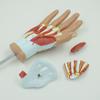 PNT-0351 Hand Anatomy Model: Medical Teaching Tool with Hand Muscle Anatomy, 4 Parts.