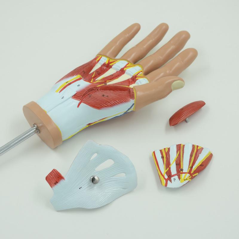 PNT-0351 Hand Anatomy Model: Medical Teaching Tool with Hand Muscle Anatomy, 4 Parts.