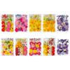 Colorful Real Dry Herbs Set Assorted Dried Flower Bundle Pressed Flower for Creative Scrapbook and Decors