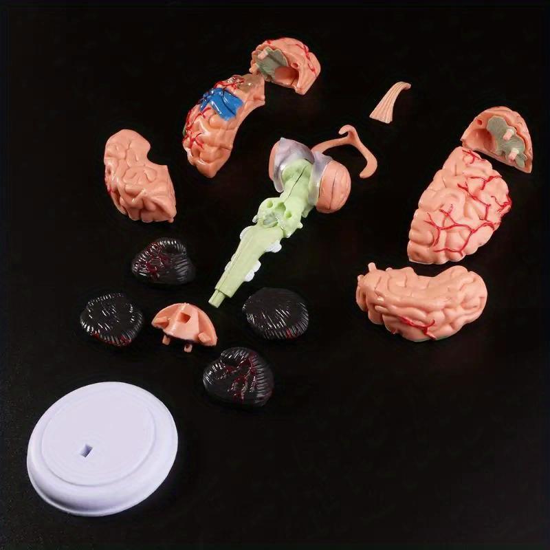 4D Disassembled Anatomical Human Brain Model Anatomy Medical Teaching Tool Statues Sculptures Medical School Use