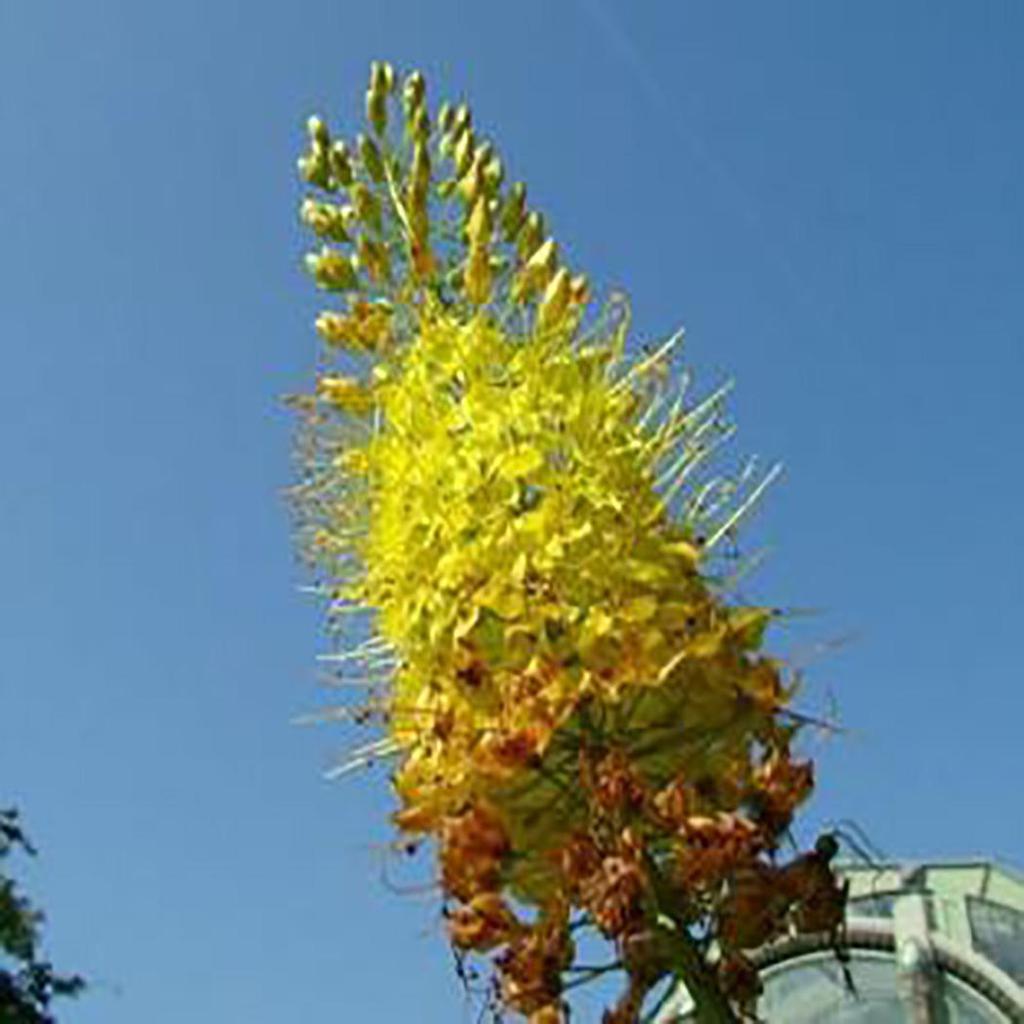 Garden 100 PCS Eremurus Seeds Foxtail Lily Bulbs Hardy Perennial Ornamental Plant