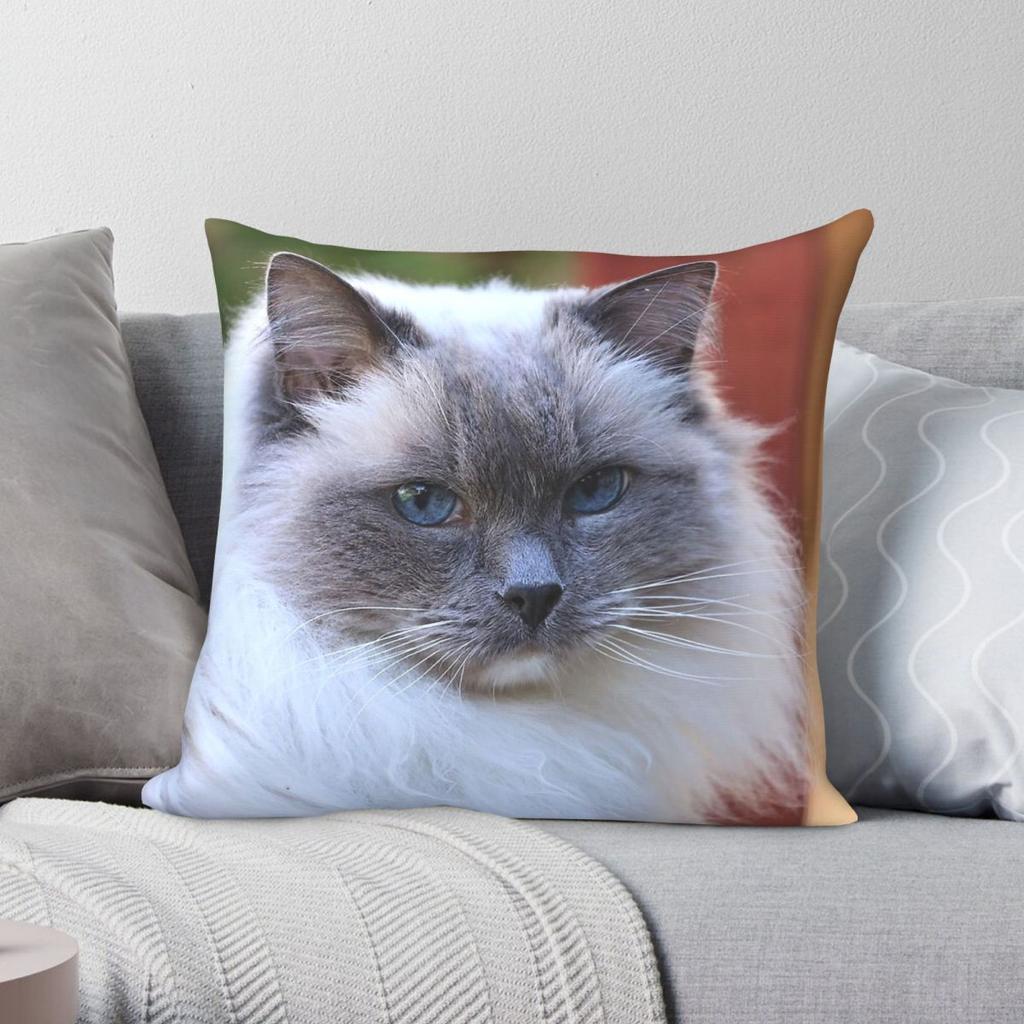 Fluffy Ragdoll Cat Square Pillowcase Polyester Linen Velvet Creative Zip Decor Room Cushion Cover