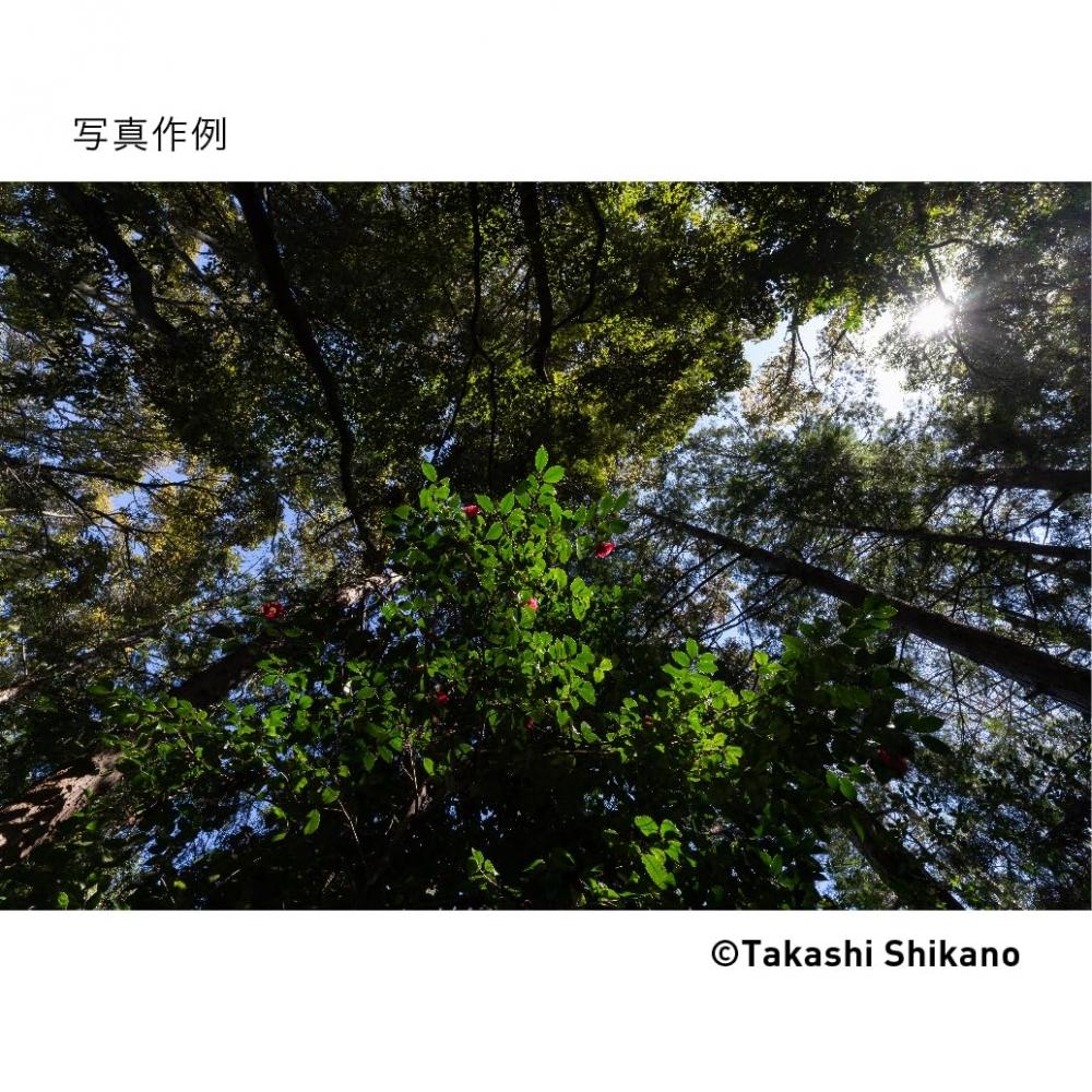 SIGMA Sigma Sony E-Mount Lens 17mm F4 DG DN Single Focus Wide Angle Full Size Contemporary Mirrorless Exclusive