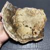 1070g Natürliches Versteinertes Holz Exemplar Halbedelstein Scheiben Kristalle Heilsteine für Heimdekoration