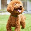 We Original All Leather Collar Black GOOD MANNERS DOG SERIES - (XL) /