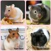 Coral Fleece Hanging Squirrel Sleeping Bag Hamster Hanging Cage  Hedgehog/Mice/Rabbit/Squirrel