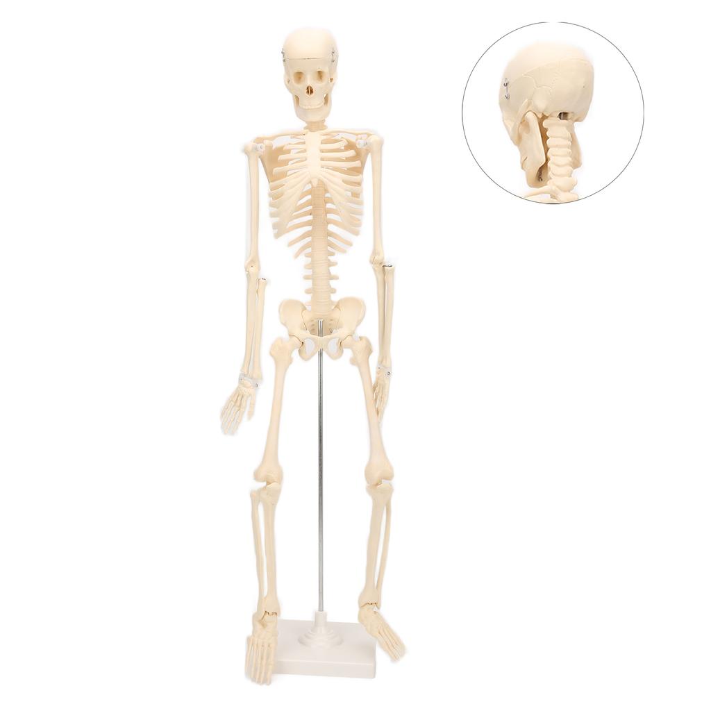 Human Skeletal Model ABS Human Bone Model with Detachable Function Simulation for Anatomy and Research