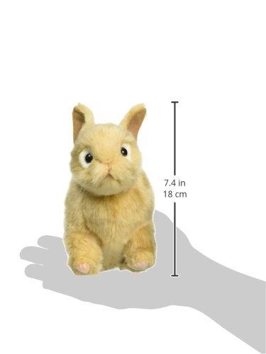 BH7022 HANSA Netherland Dwarf 21