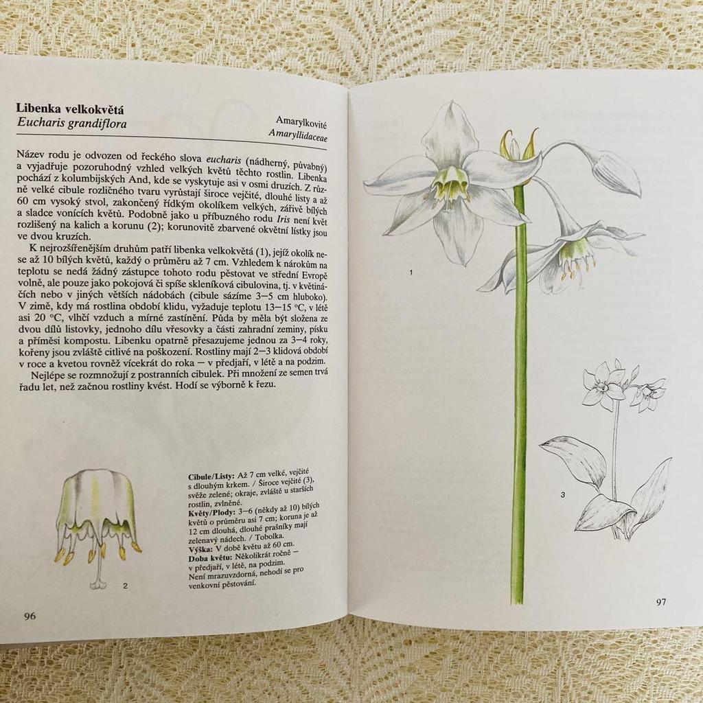 [USED] Foreign books, old books, Czech botanical encyclopedias, bulbous plants, tuberous plants, tulip cover