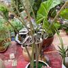 Clear Plastic Plant Stem Stabilizers Garden Stakes for Supporting Fragile Flowers Herbs Small Trees