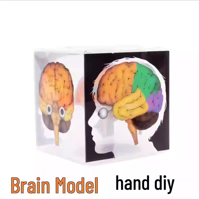DIY Human Brain Model Kit for Elementary Science Experiments and Teaching Aids Other