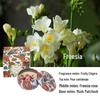 Southeast Asia Osmanthus Scented Candle Gift Set - Soy Wax Dried Flower Tin