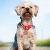 Pet Safety Charm for Collar Blingbling For Dog Cats Metal Pendant with Glittering Jewelry Making Accessories Multicolor