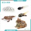 Simulation Of Red-Eyed Frog Horned Frog Triangular Dead-Leaf Frog Growth Cycle Static Model Frog Growth Process Ornament