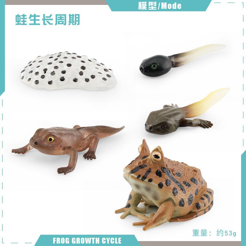 Simulation Of Red-Eyed Frog Horned Frog Triangular Dead-Leaf Frog Growth Cycle Static Model Frog Growth Process Ornament