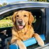 Window Dog Chin Rest Soft Foam Cushion Car Dog Chin Cushion Safe Comfortable Rides