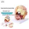 Removable Brain and Cerebral Artery Human Head Anatomy Model