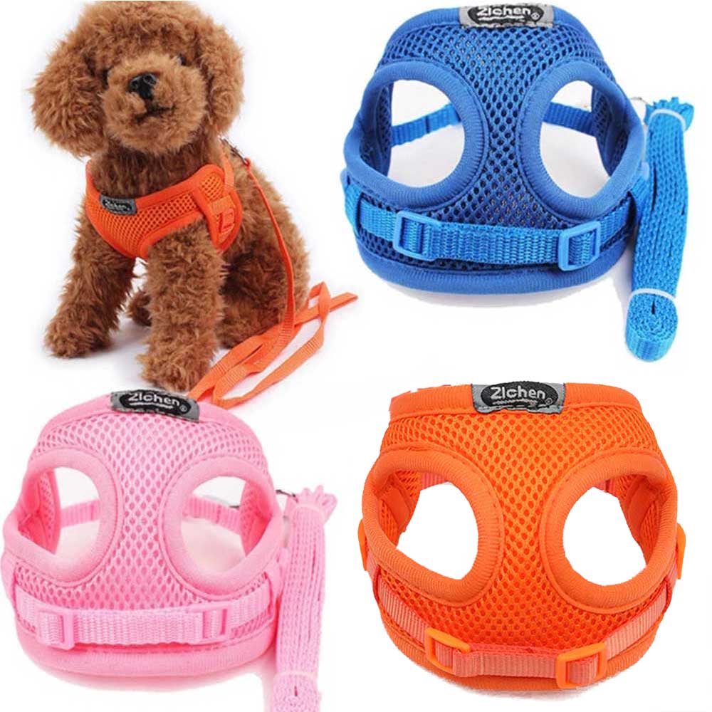 teacup chihuahua muzzle