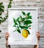 Poster Plant Lemon Fruit