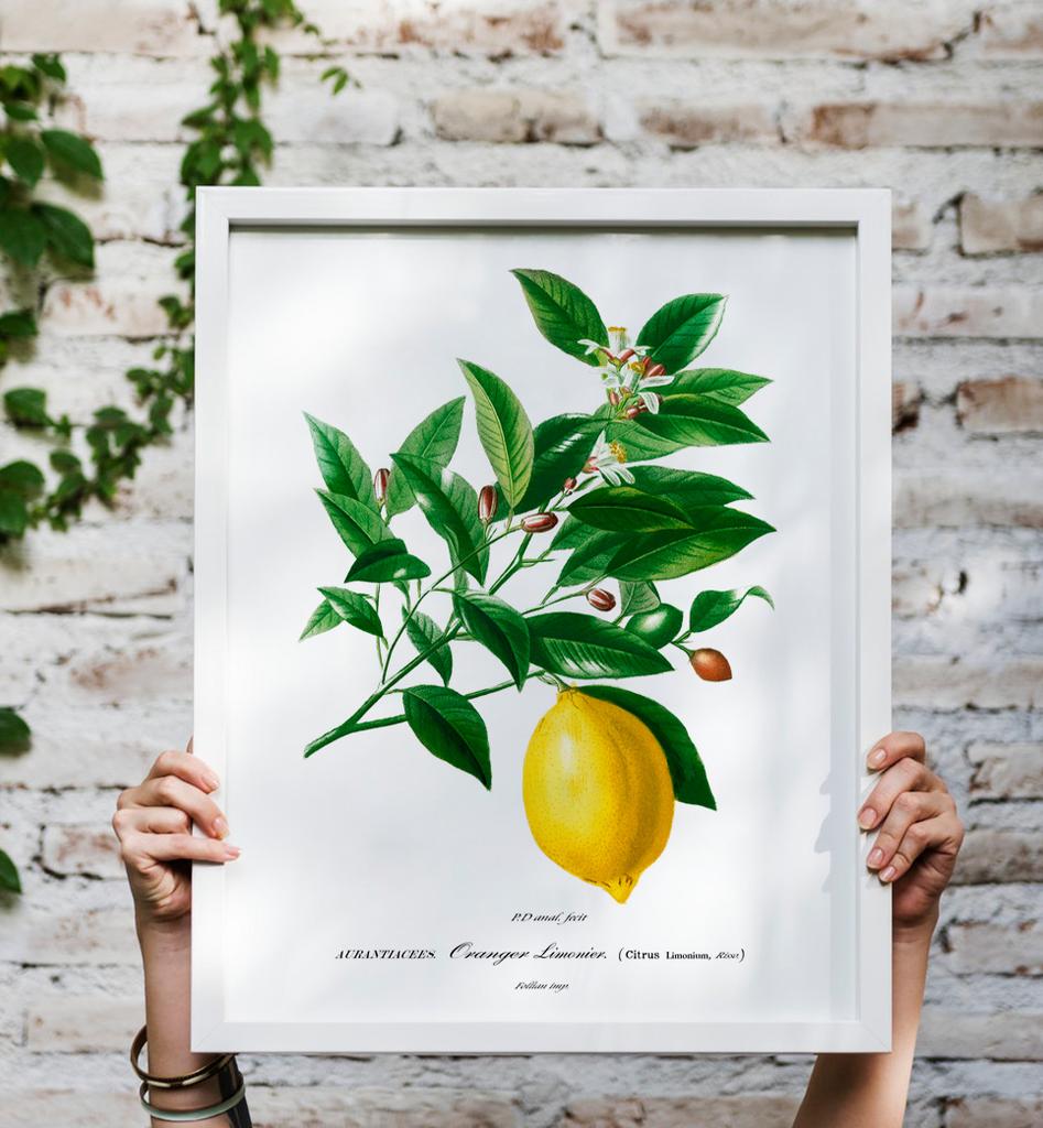 Poster Plant Lemon Fruit