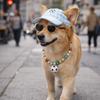 Adjustable Dog Sunshade Hat Breathable Pet Sunglasses Set Pet Soccer Hat  Beach Vacation