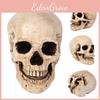 Anatomie Umană Realistă Mărime Naturală Craniu Replică Rășină Albă Pentru Decor de Halloween