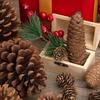 20PCS Natural Pinecone Ornaments, Pine Cones Bulk Natural Pinecones Assortment for Fall Winter Christmas Bowl Fillers (Natural)