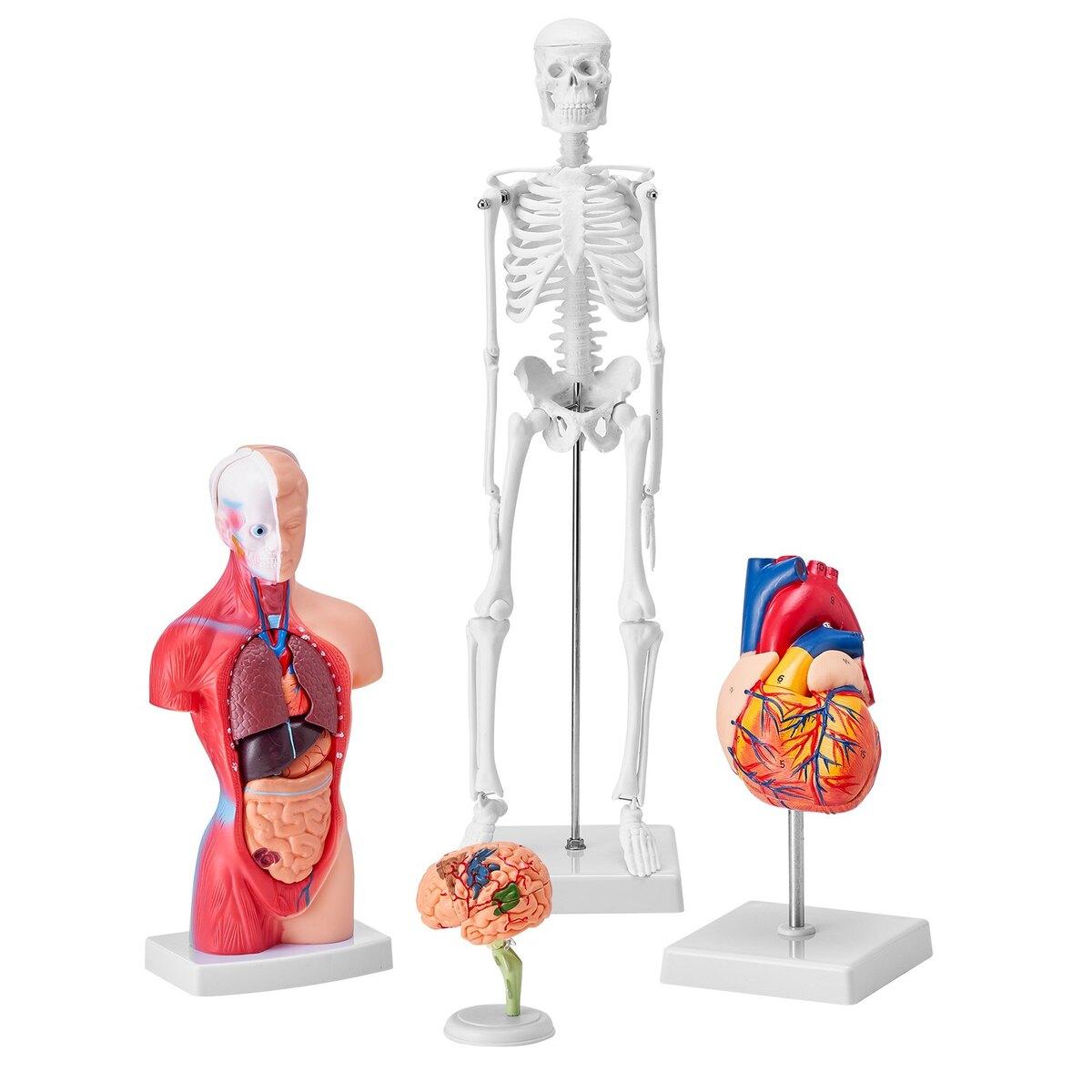 Ensemble Lot de Modèles d'Anatomie Humaine, Cerveau, Torse Humain, Cœur, Ensemble de 4 Modèles de Squelette, Outils d'Étude de Modèles 3D Pratiques, Modèles Pédagogiques pour la Physiologie
