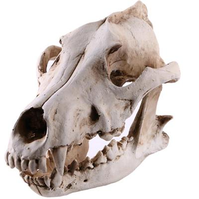 Wolfskopf Knochen Harz Artefakt Schädel kreative Requisiten Dekoration Geschenk