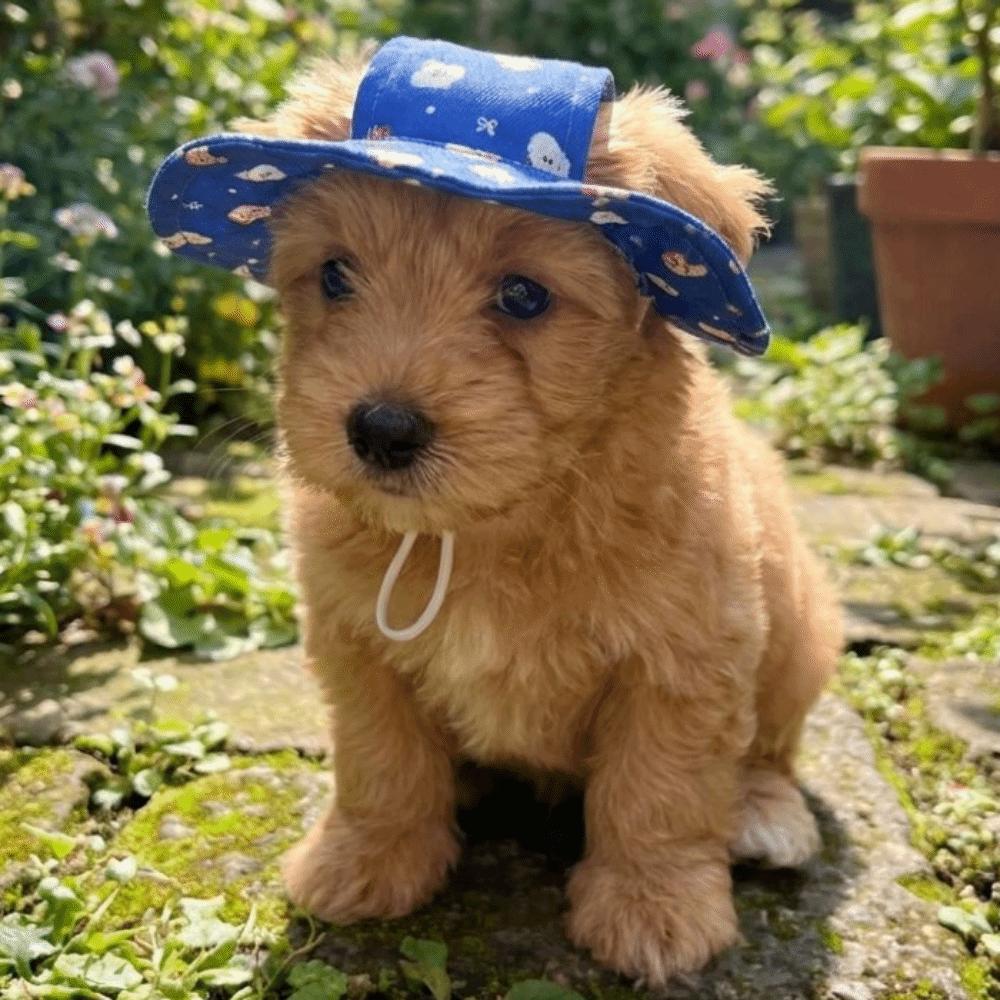 Cartoon Print Cat Bucket Hat Adjustable Pet Sun Cap Cute Dog Fisherman Hat Small Dogs Cats