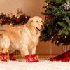 Christmas Socks, Santa, Snowman, Covers, , Scratch, Dirt, Small Dog Pet Christmas Pet Socks