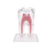 5 Pcs Dental Anatomical Model Transparent Luminous Detachable Single Tooth Decomposition Dentistry Clinic Ornaments