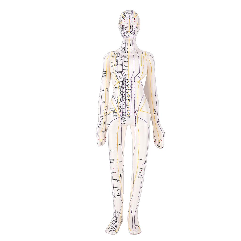 20.5 Inch Acupuncture Model Accurate Full Body Human Acupoint Model with Base Rotatable Arms for Teaching Student Demonstration White Hard