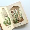 [USED] Germany Insel Library 503 Mushroom Book