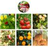 Thumb Cutter Tool Gardening Harvesting Picking Device Thumb Mower Grafting Knife
